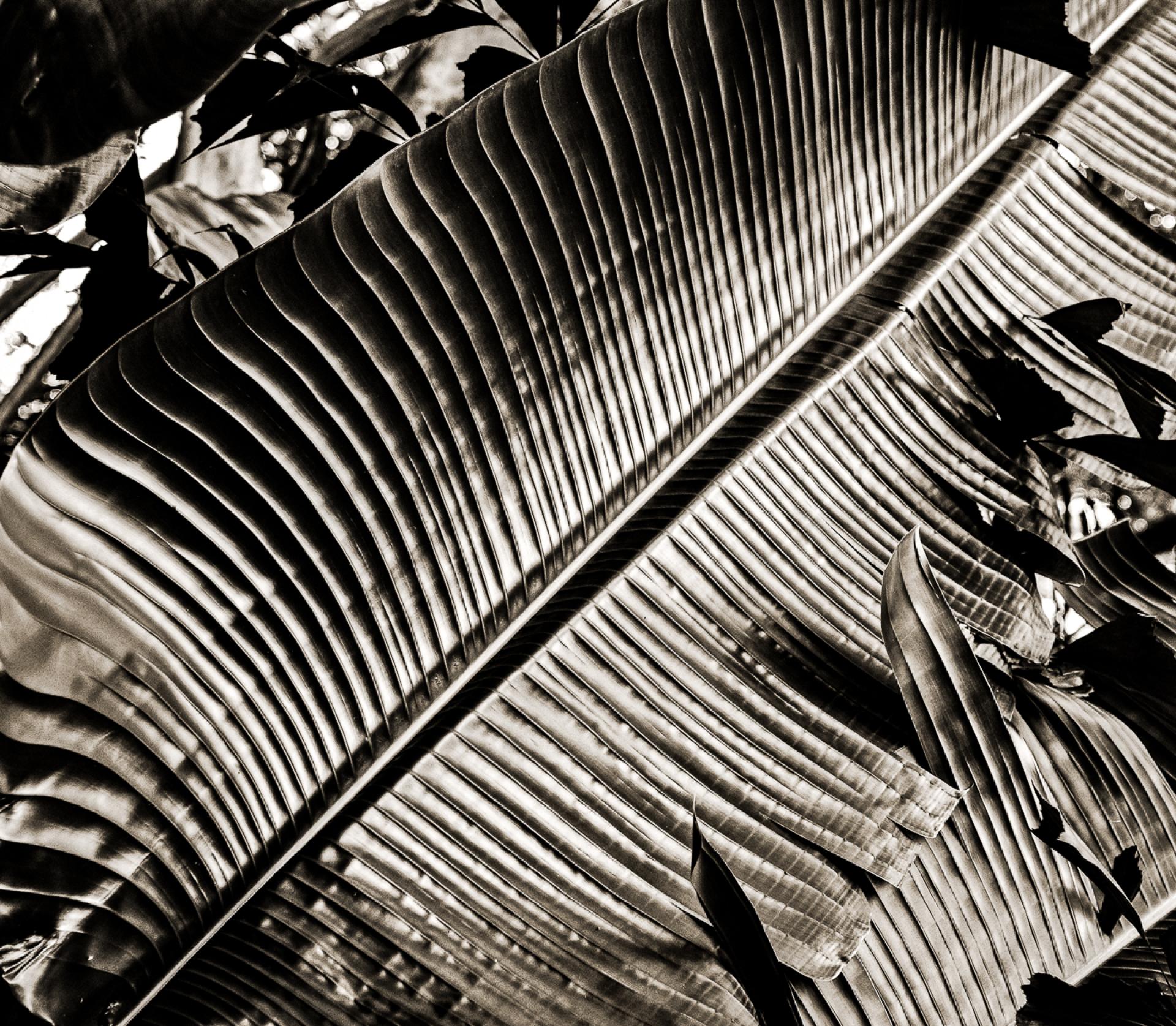 London Photography Awards Winner - Shades of Paradise