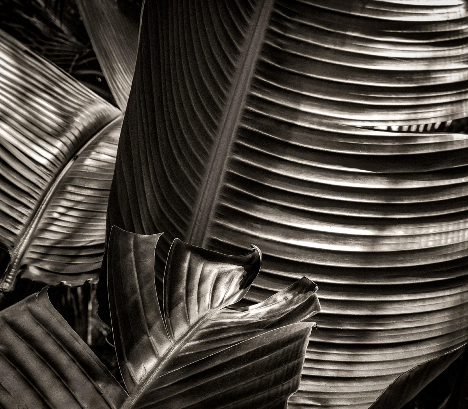 London Photography Awards Winner - Shades of Paradise