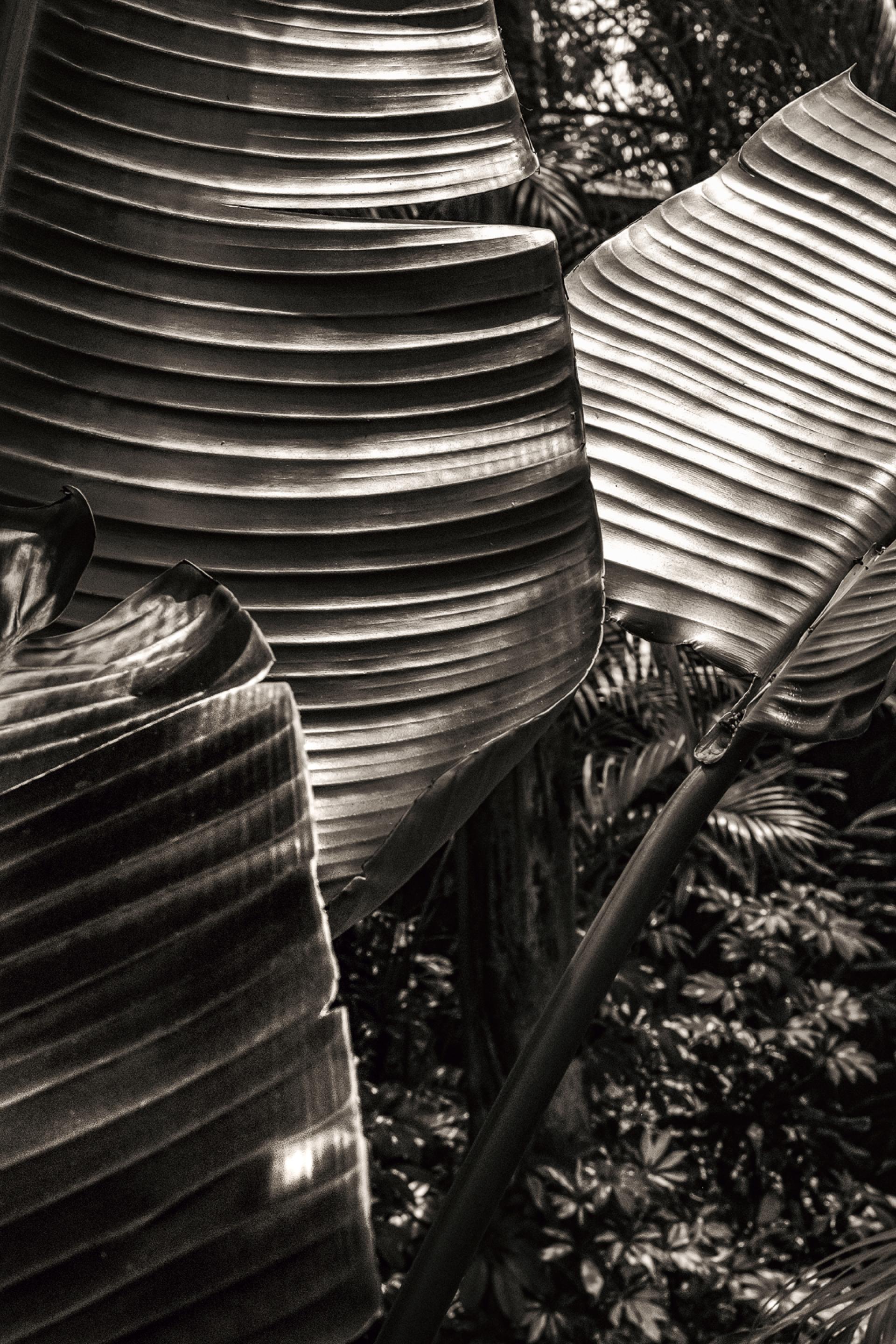 London Photography Awards Winner - Shades of Paradise