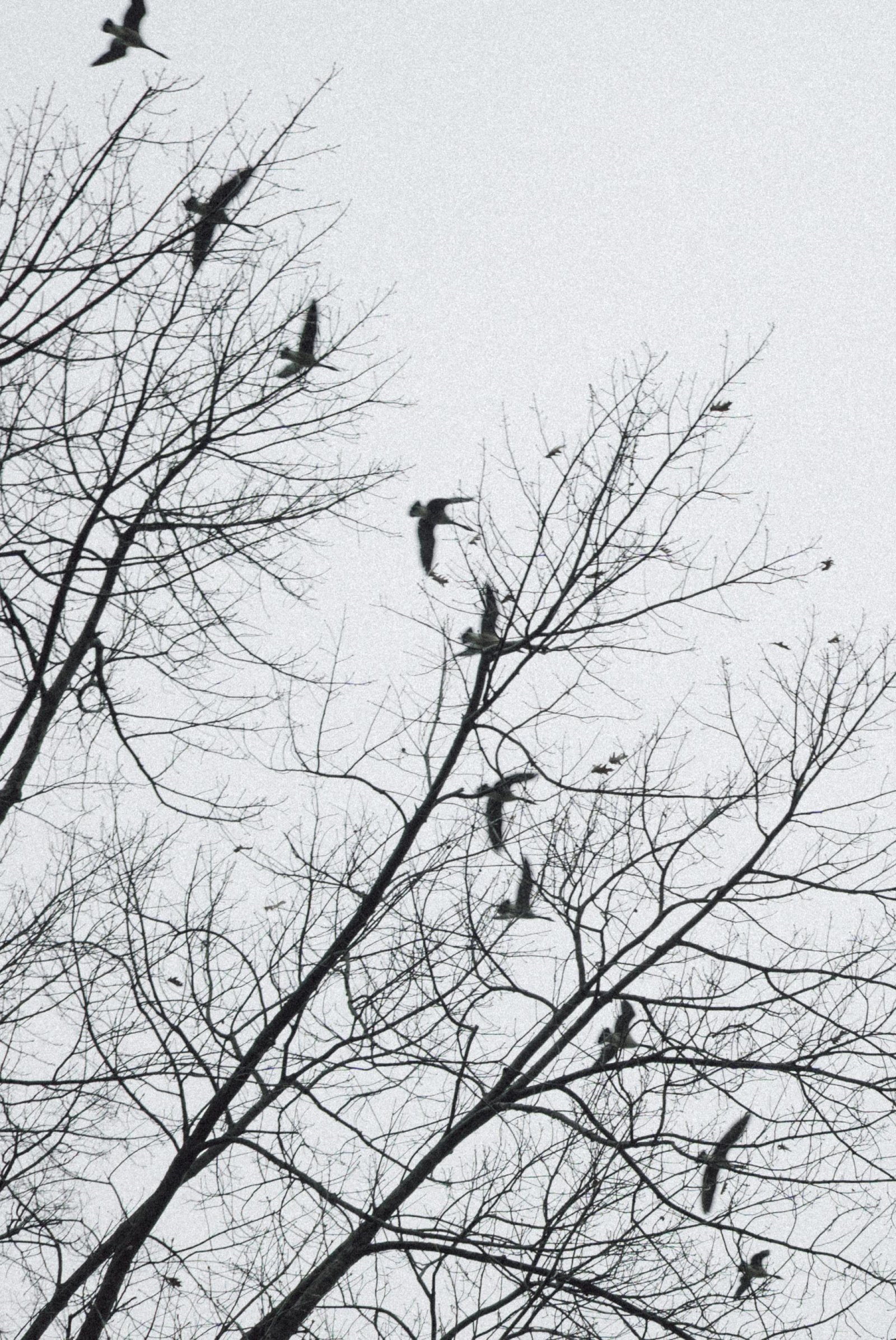 London Photography Awards Winner - A Trace of Flight