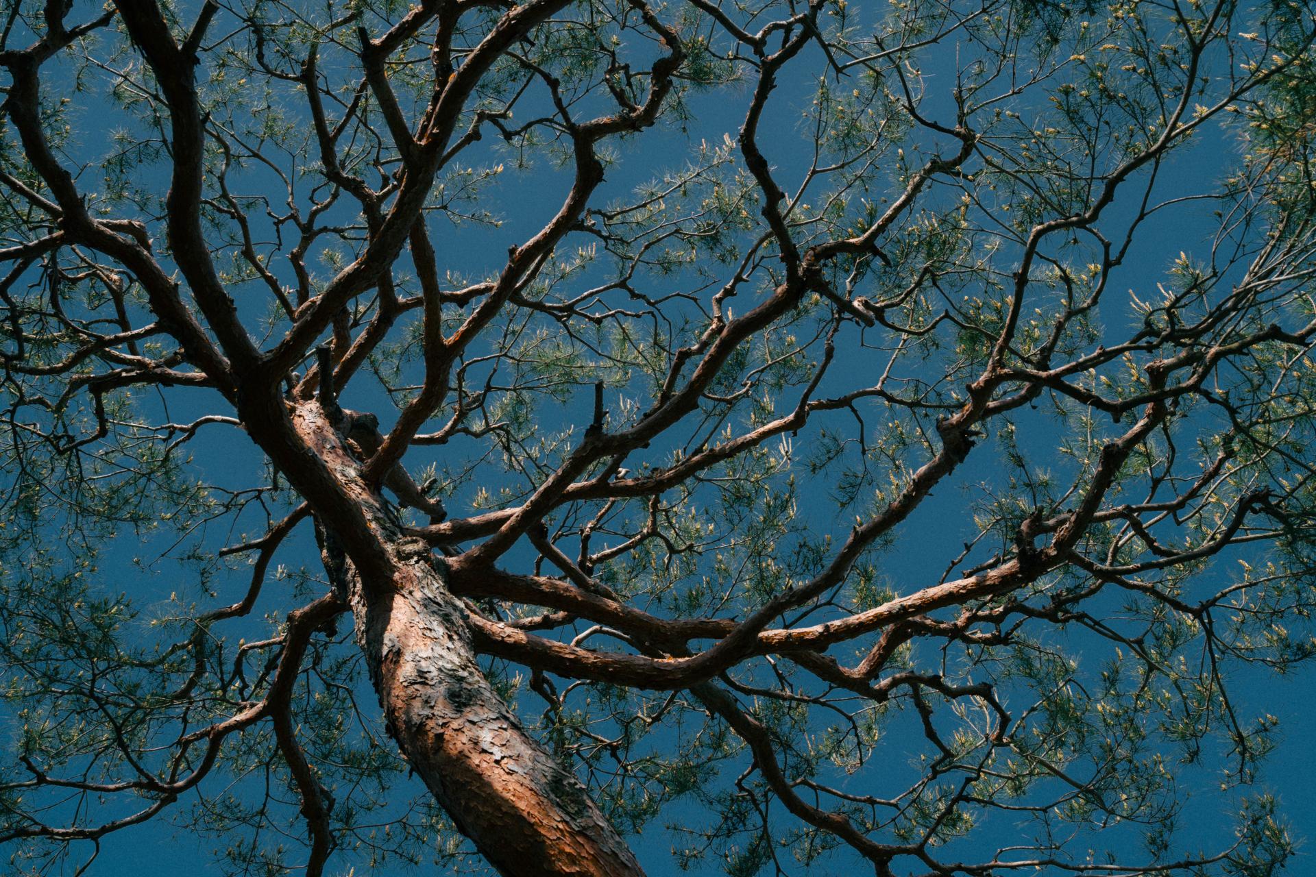 London Photography Awards Winner - The Logic of Branches