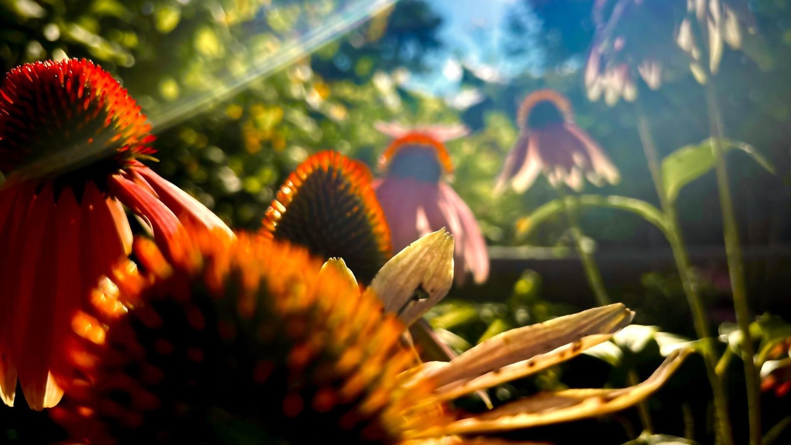 London Photography Awards Winner - Sunburst Echinacea
