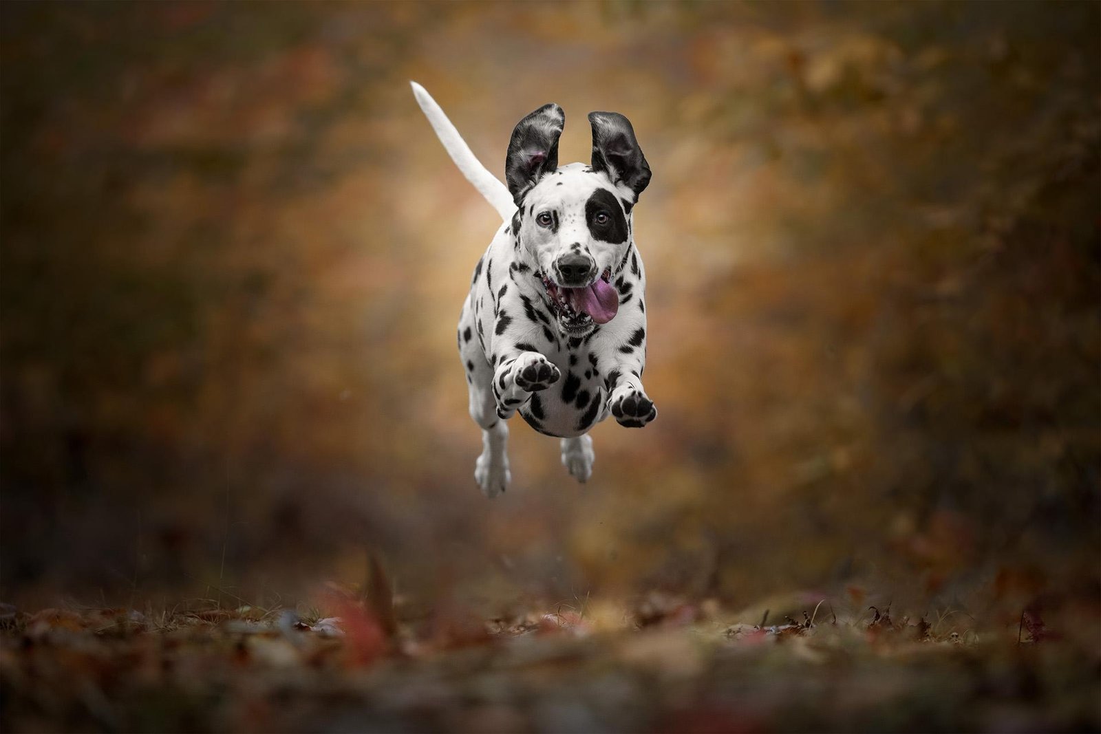 London Photography Awards Winner - Autumn Air