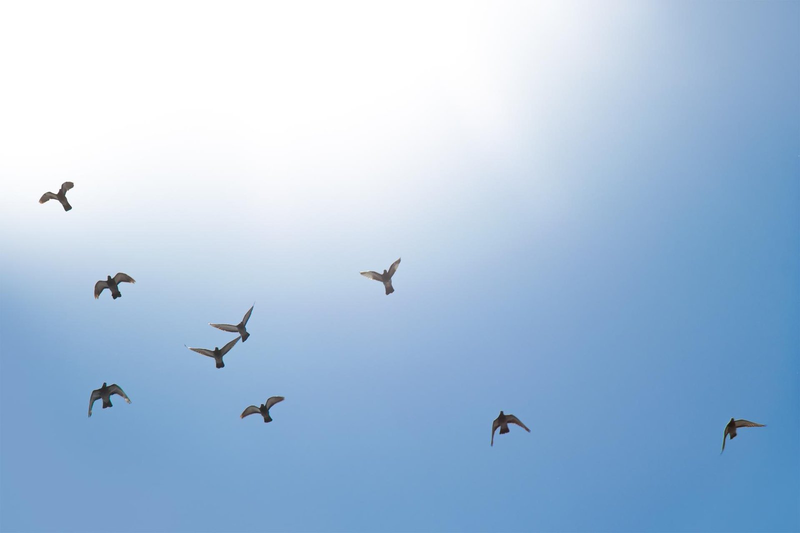 London Photography Awards Winner - Will the Birds Ever Reach Utopia?
