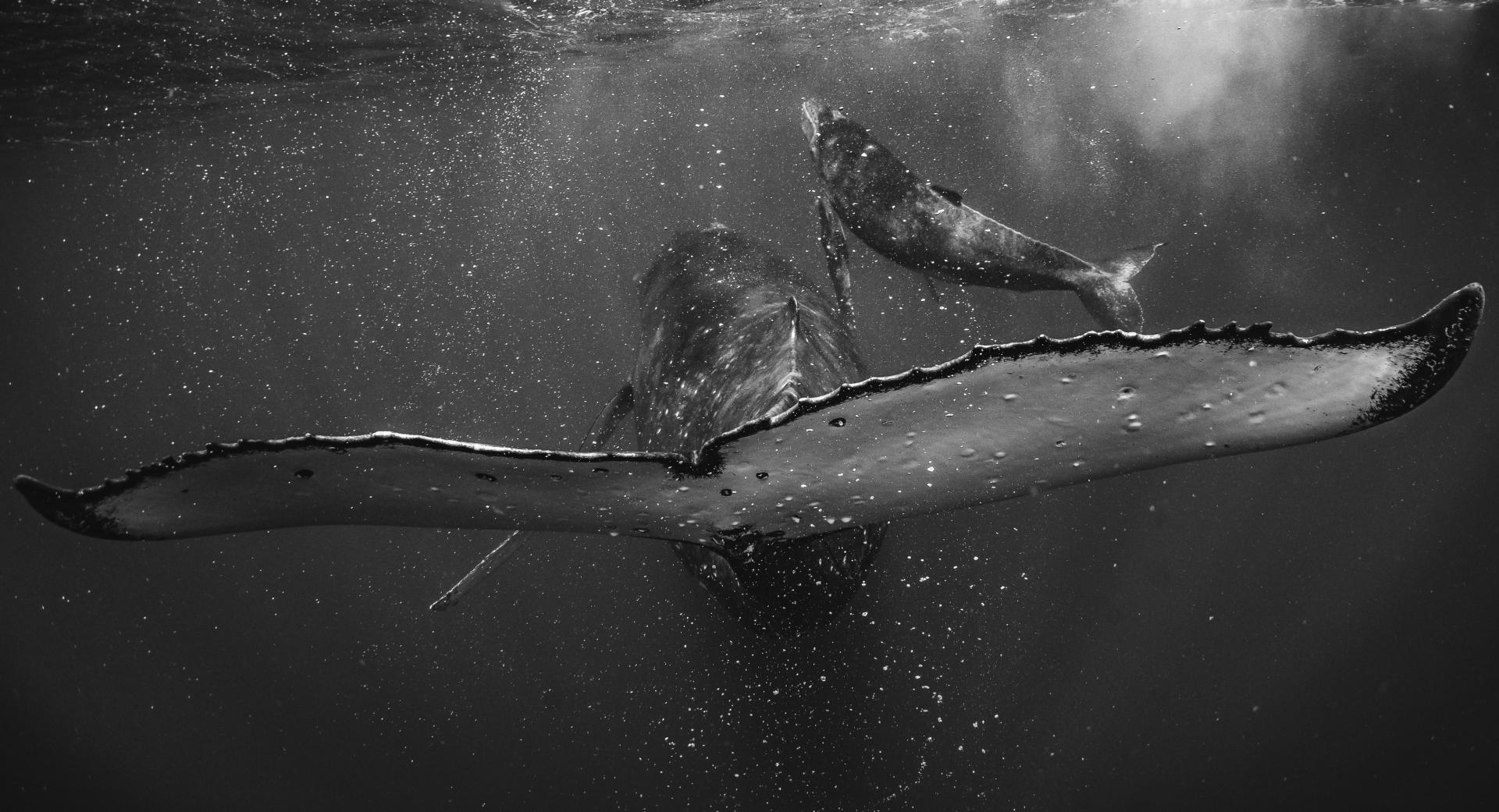London Photography Awards Winner - Prince of blue