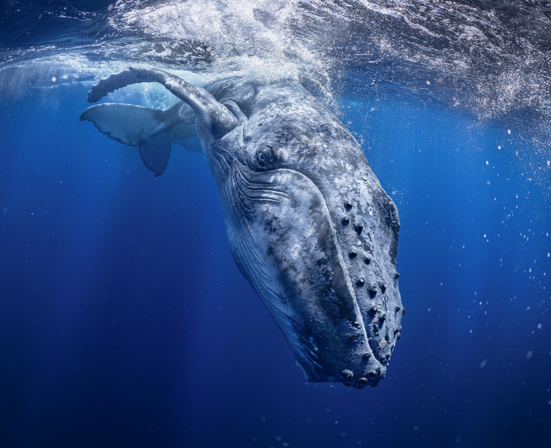 London Photography Awards Winner - Prince of blue