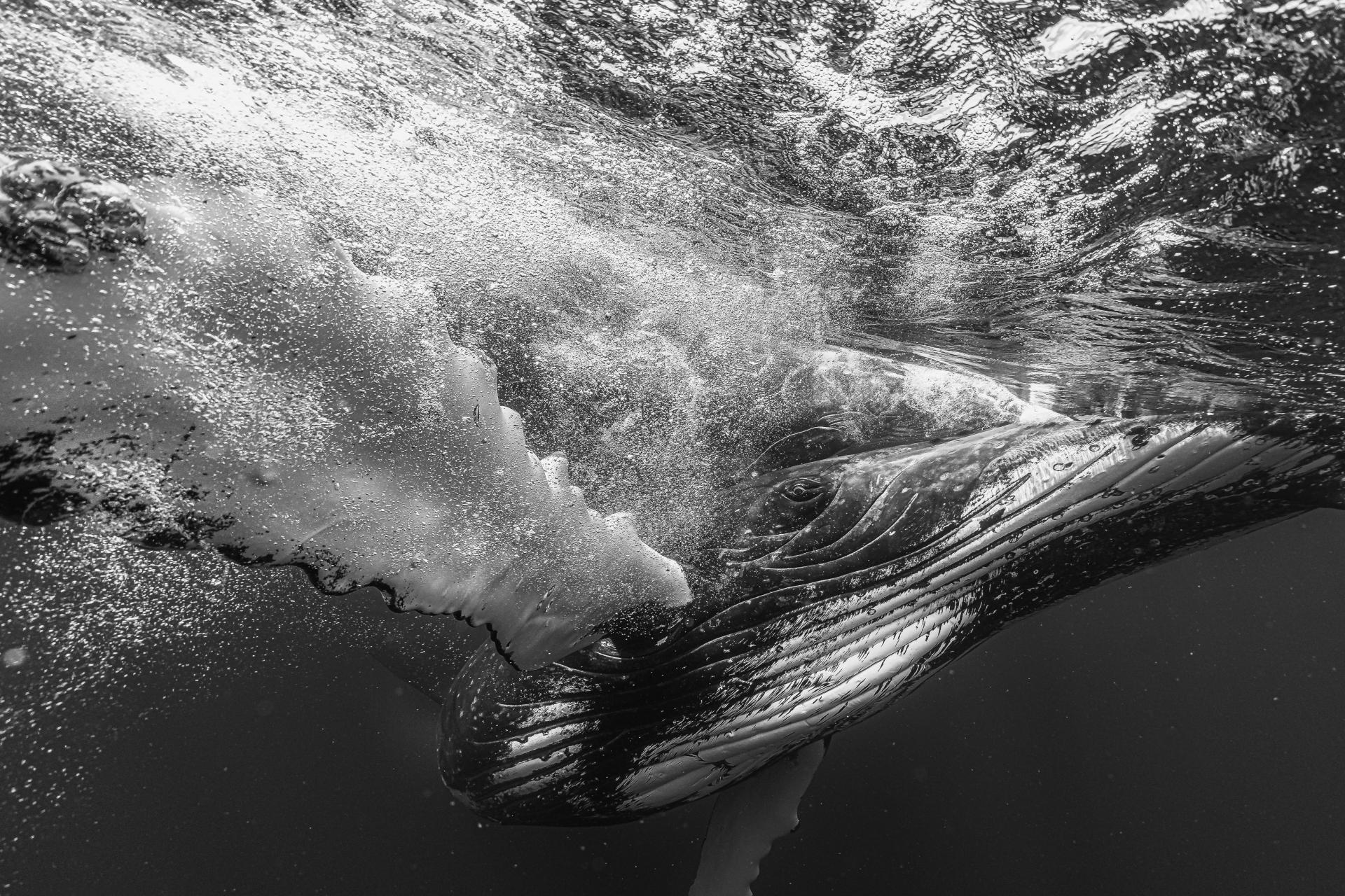 London Photography Awards Winner - Prince of blue