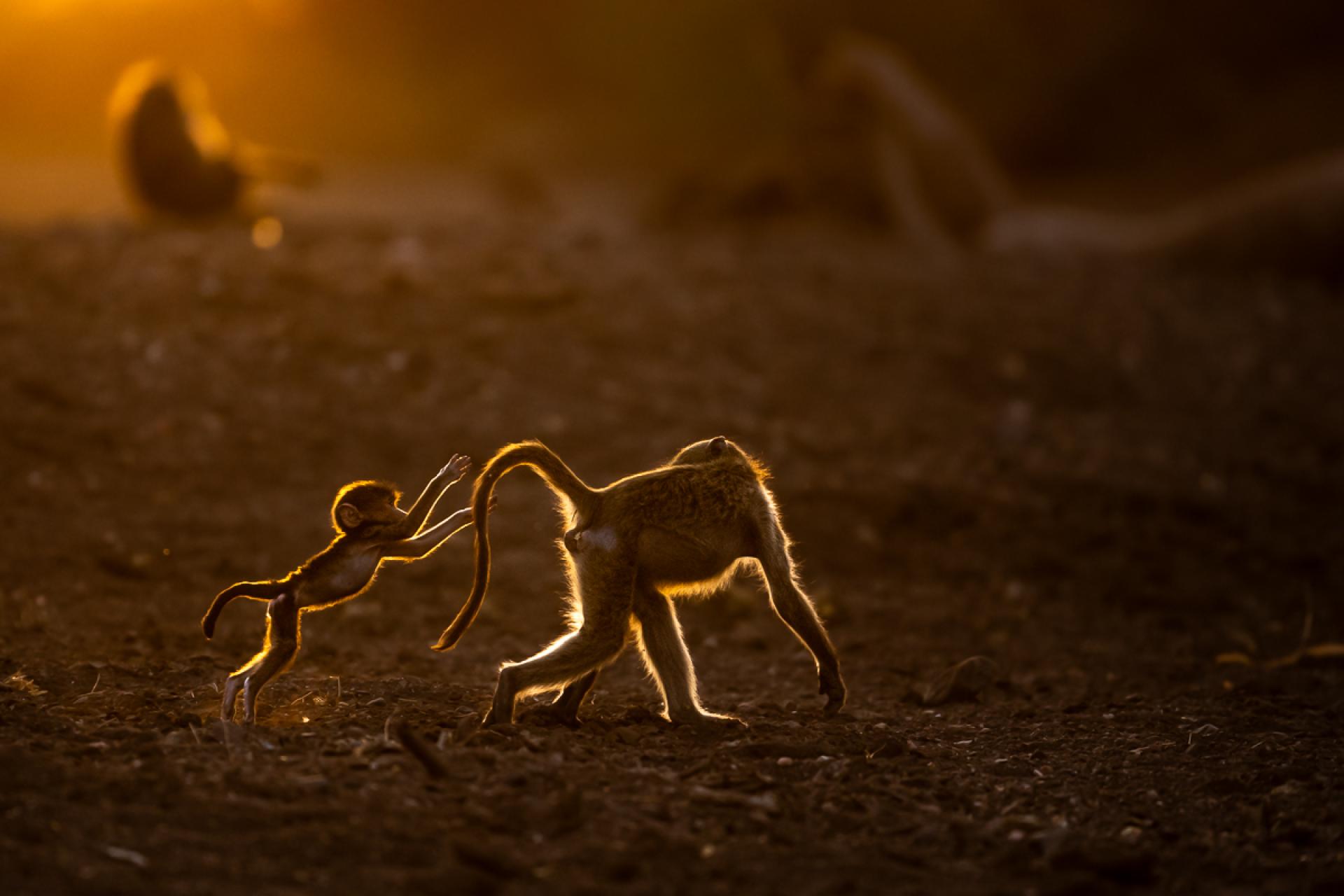 London Photography Awards Winner - Baboons playing in the golden hour