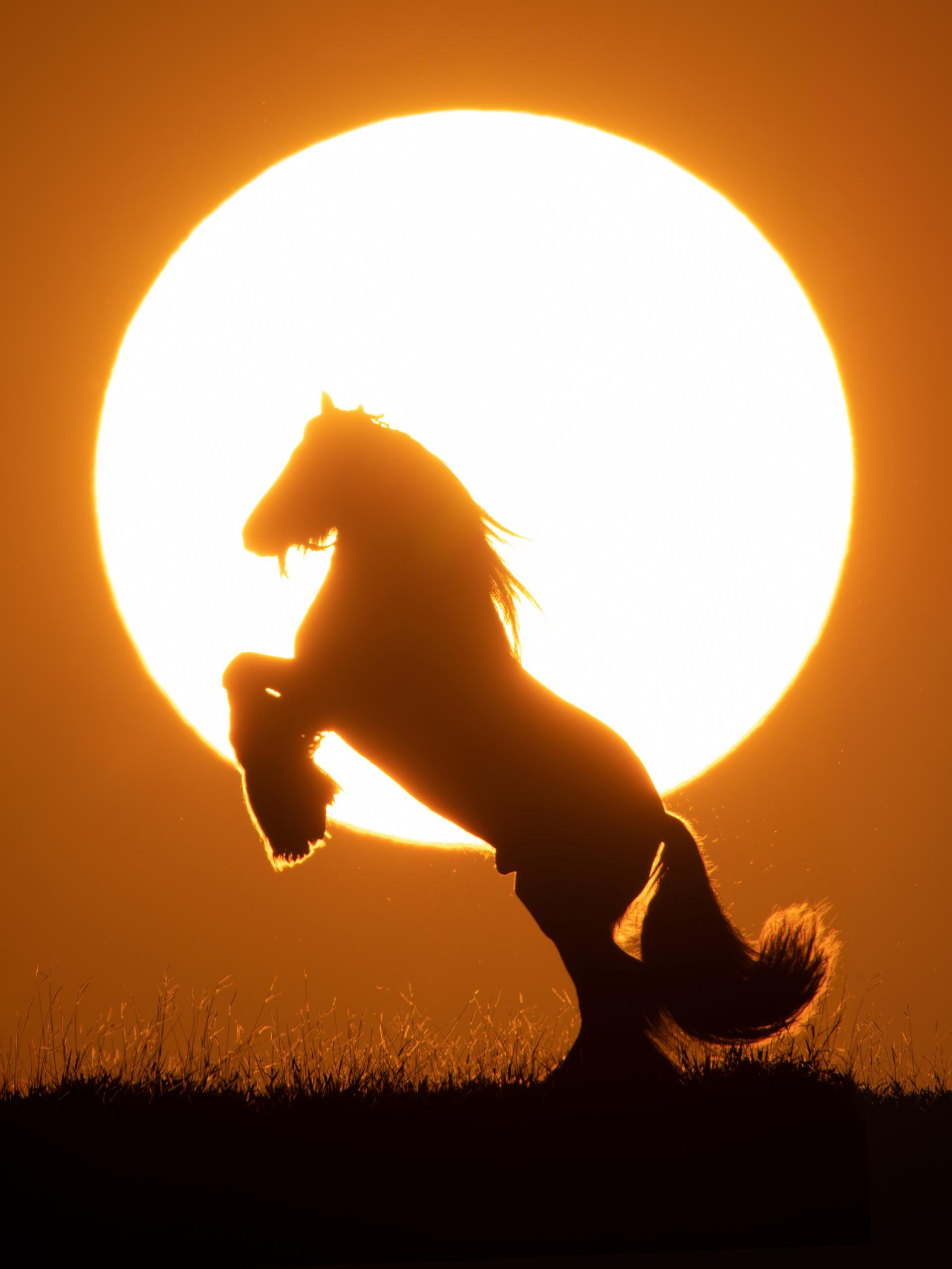 London Photography Awards Winner - Sunset Horses