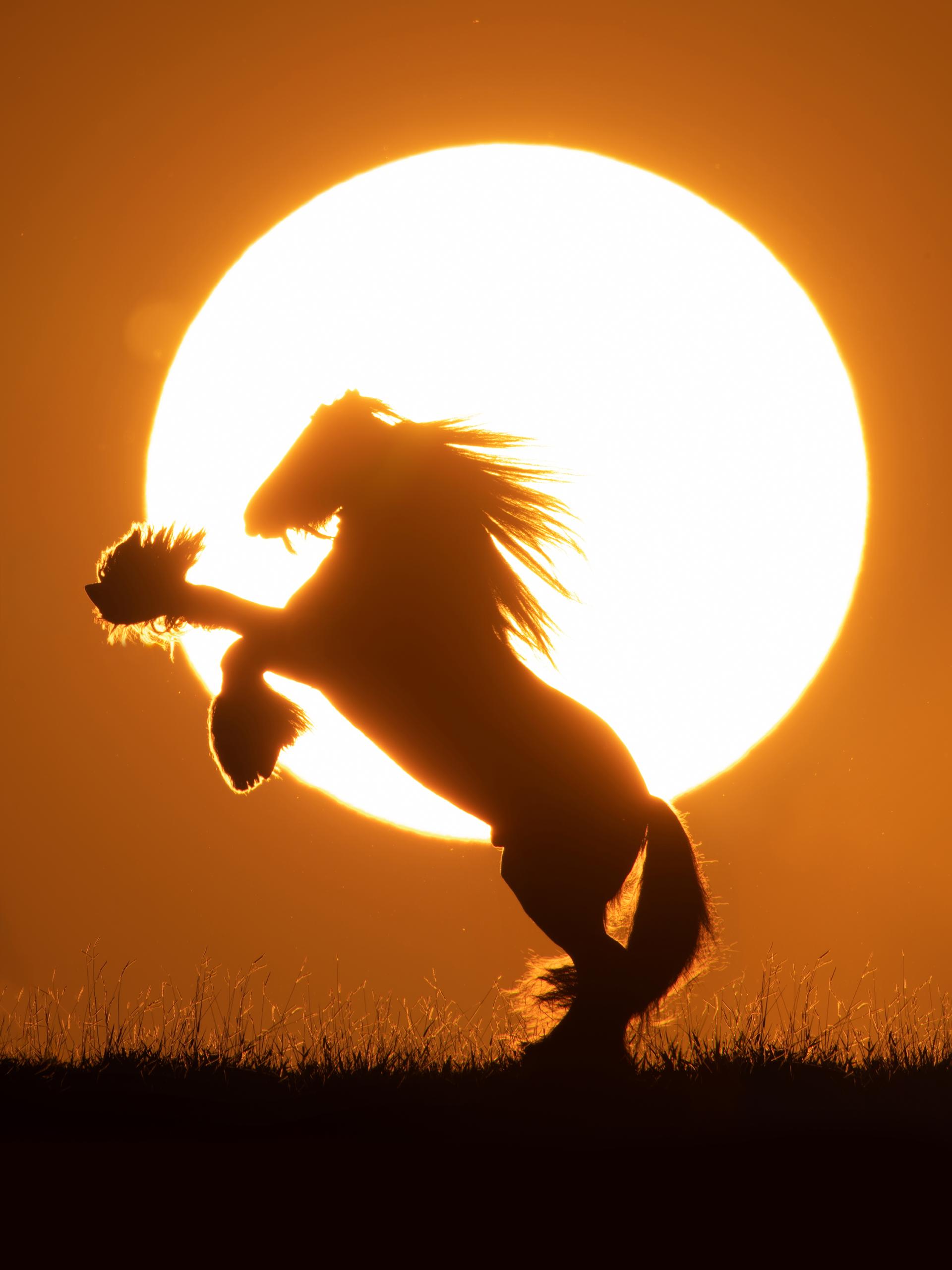 London Photography Awards Winner - Sunset Horses