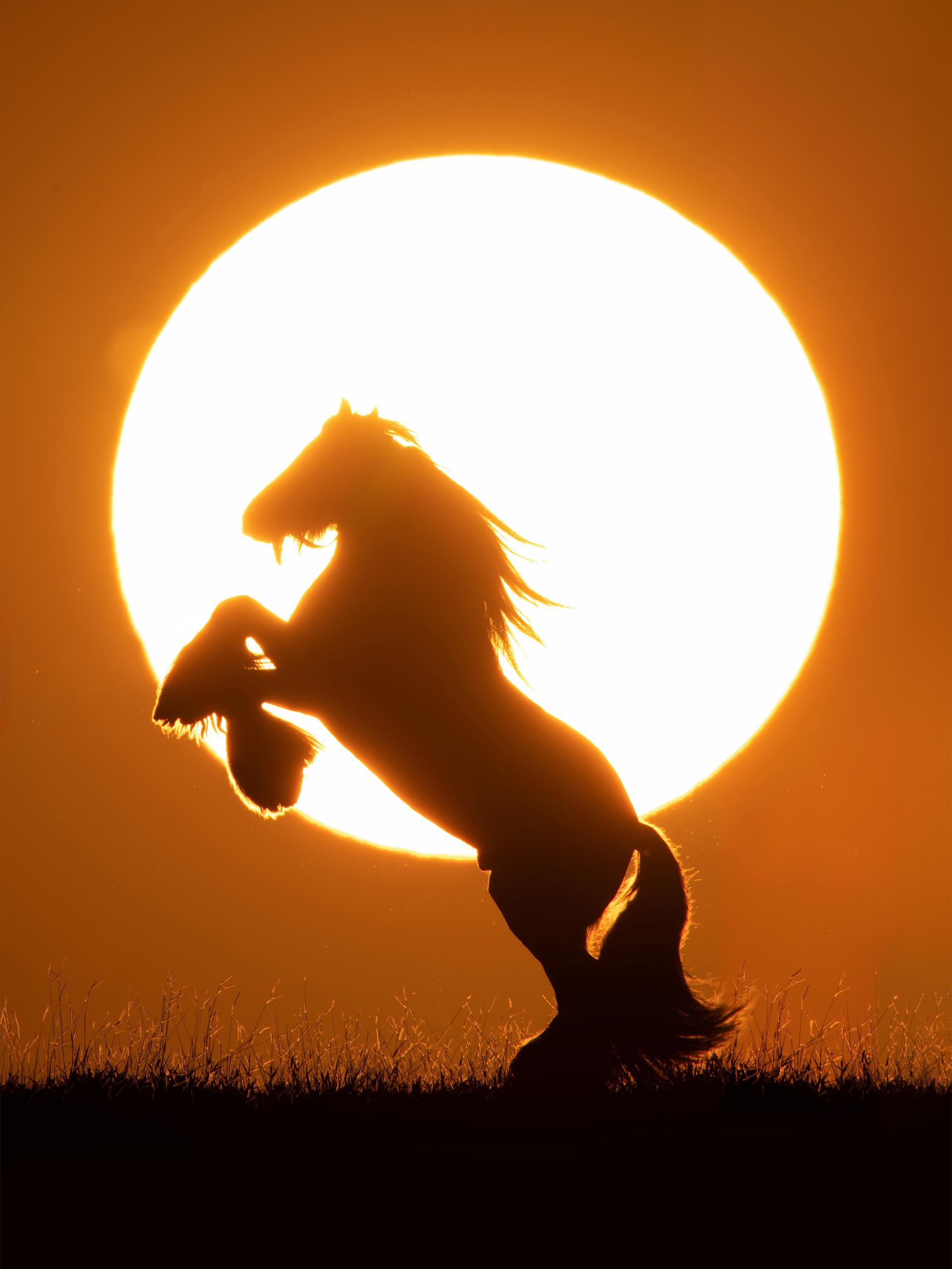 London Photography Awards Winner - Sunset Horses